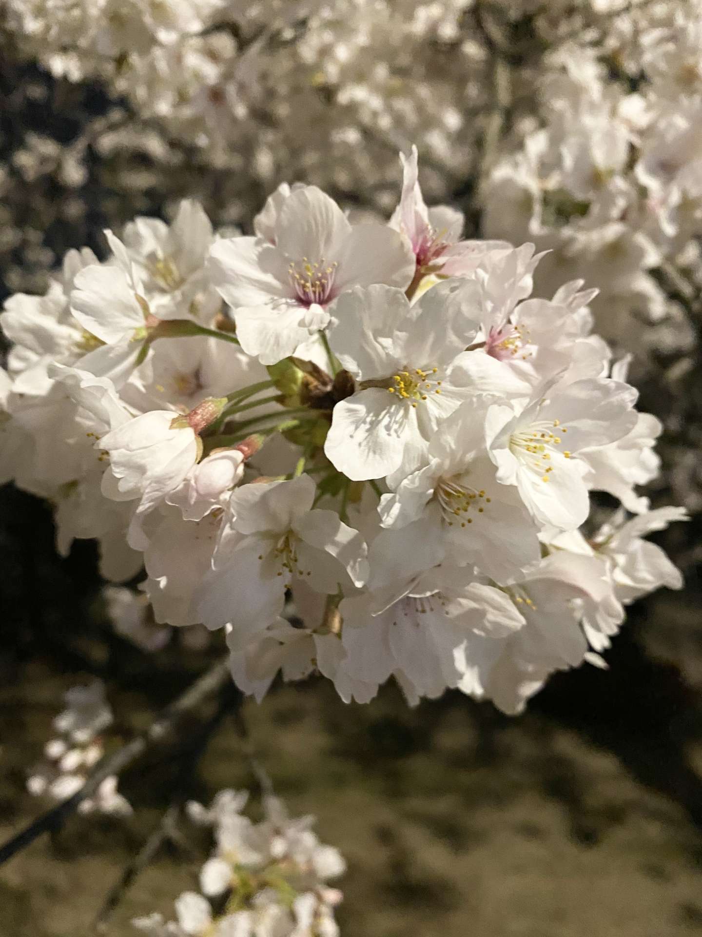 夙川の夜桜♪
